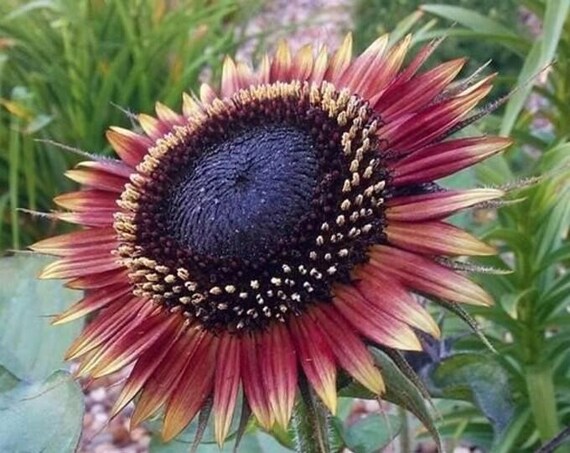 希少なヒマワリミックスシード20個---花の種--植物の種--ガーデニング