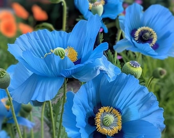 25 rare Himalayan Blue Poppy seeds---Flower seeds--Plant seeds--Gardening--Seeds--Gift