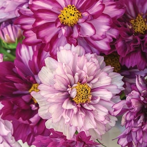 Può includere: Un grappolo di fiori cosmos con petali stratificati in tonalità magenta intenso, viola e lavanda tenue. Ogni fiore presenta un centro giallo strutturato e prominente circondato da petali delicati e arricciati con bordi bianchi e sfumature.