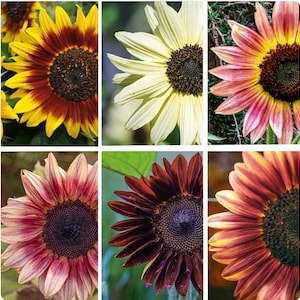 20 rare SUNFLOWER MIXED seeds---Flower seeds--Plant seeds--Gardening--Seeds--Gift