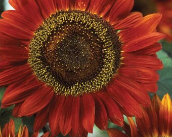 希少なヒマワリミックスシード20個---花の種--植物の種--ガーデニング