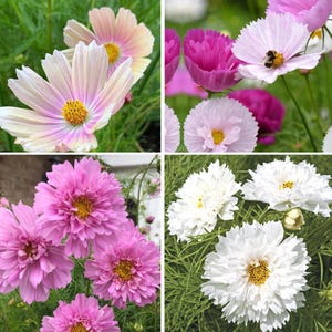 30 COSMOS MIXED seeds---Flower seeds--Plant seeds--Gardening--Seeds--Gift