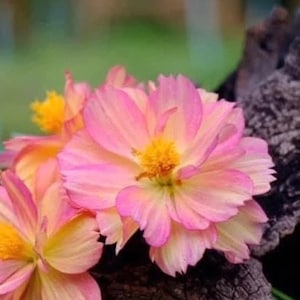 以下が含まれることがあります： ピンクと黄色のコスモスの花をクローズアップで撮影した写真。背景はぼかされています。