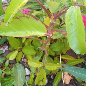 May include: A close-up of a green plant with red stems and leaves. The plant is growing in a garden setting with brown dirt and small rocks.