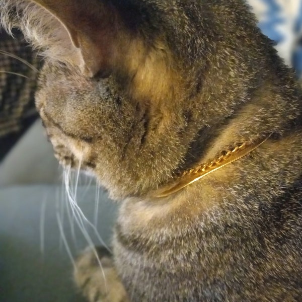 Gold chains for cats. COMING SOON.