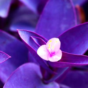 Purple Heart Wandering Tradescantia Pallida