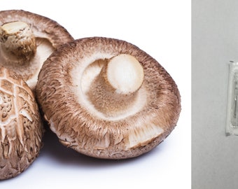 Enoki Mushroom (Flammulina velutipes) Culture 10-12mL Syringe