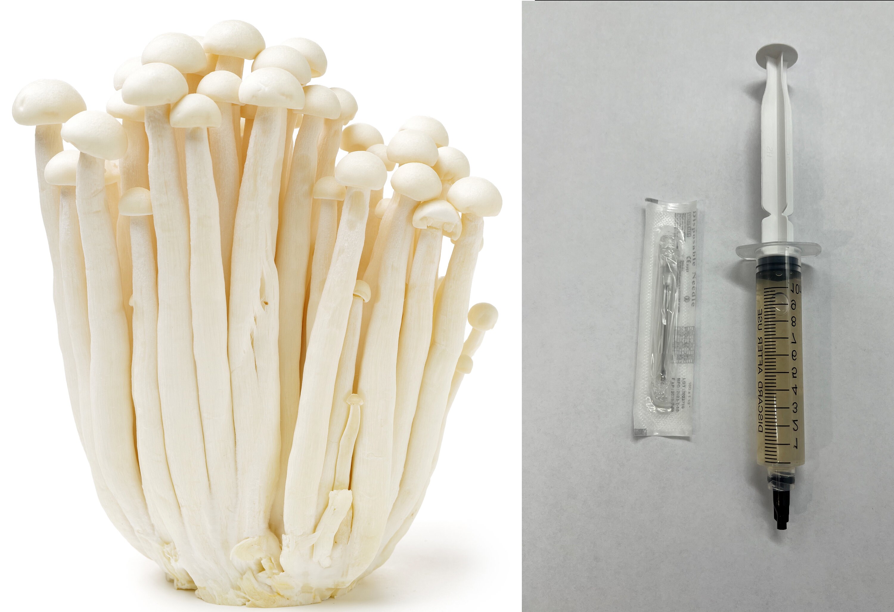 Enoki Mushroom (Flammulina velutipes) Culture 10-12mL Syringe