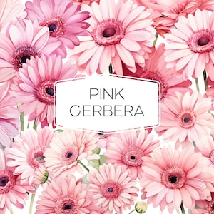 Rosa Gerbera Flor Clipart Acuarela Rosa Pálido Gerbera PNG Paquete, Gerbera Floral Corona Ramo Clipart, Descarga Digital, floración, encantador