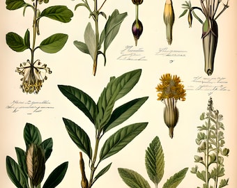 Pflanzenmuster botanische Zeichnung Clipart digitaler Download