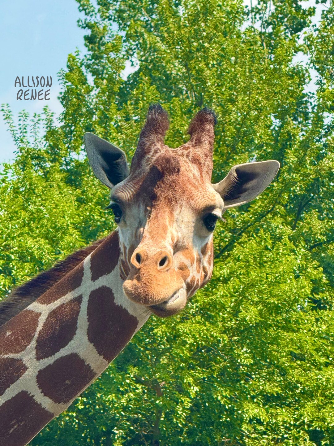 A Giraffe at the Detroit Zoo 2025 - Photo Print - Printable Wall Decor ...