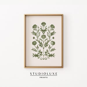 Puede incluir: Impresión enmarcada con una ilustración botánica de flores y hojas verdes sobre un fondo crema, dentro de un marco dorado. El texto "STUDIOLUXE PRINTS" está impreso en la parte inferior del marco. Ideal para la decoración del hogar.