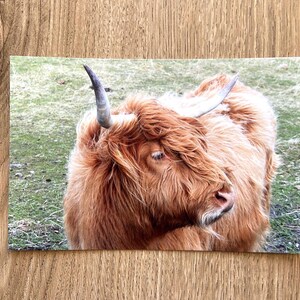 Carte postale Ecosse Vache Highland