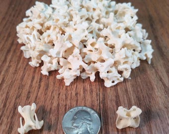 20 cuentas de hueso natural de vértebras de pollo de calidad artesanal, limpias y blanqueadas.