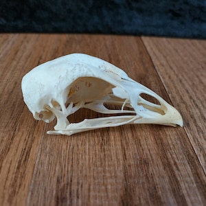 May include: A bird skull, off-white in colour, is displayed on a wooden surface. The skull's delicate bone structure is visible, with detailed eye sockets and beak. The background is a dark, textured fabric.