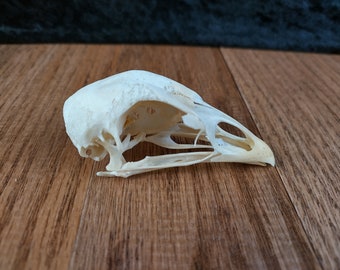 Craft Grade Chicken Skulls, Beetle Cleaned, Degreased, and Whitened