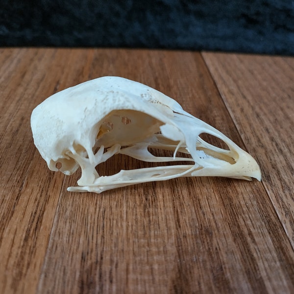 Craft Grade Chicken Skulls, Beetle Cleaned, Degreased, and Whitened