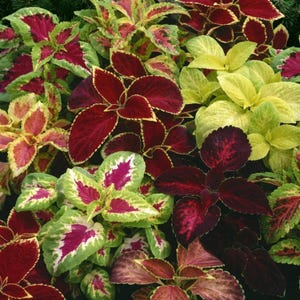 Coleus Rainbow Mix-Samen: 500+ Buntes Zierlaub, Non-GMO