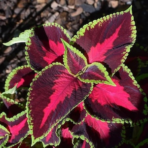 300 Coleus Regenbogen Samen | Gemischte Farben | Mehrjährige Laubpflanze