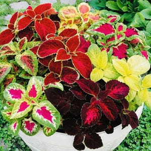 Coleus Regenbogen Mix Samen | Non-GMO Frische Ernte | Buntes Laub | Kostenloser Versand