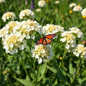 Milkweed Swamp White (Asclepias) Seeds | 100 Perennial Seeds | Monarch Butterfly Friendly