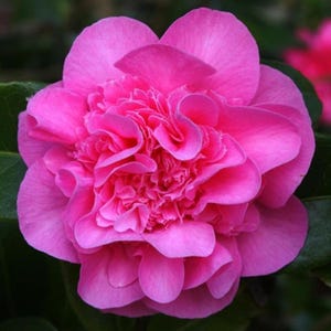 Planta Camellia Debbie | Arbusto perene resistente com flores rosas