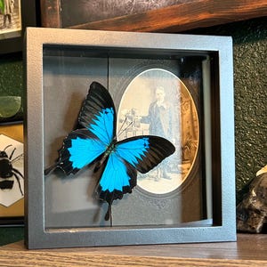 Framed Real Papilio Ulysses with vintage photograph