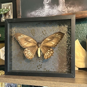 Framed RARE Real Bird Wing Butterfly - Ornithoptera priamus urvillianus - female