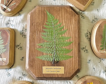 Large Herbarium Wall Art 7 x 9 | Botanical fern wall hanging Pressed Floral Wall Art | Framed Pressed Flower| Real Flower Art Wall Decor