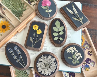 May include: A collection of pressed flower art pieces in various shapes, including oval and rectangular wooden frames. Each frame features a different dried flower or plant specimen against a black background. The flowers include yellow, pink, and white varieties.
