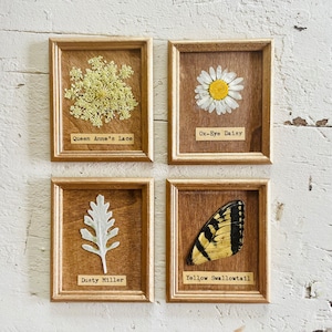 May include: Four framed pressed flower and insect specimens. The top left frame shows Queen Anne's Lace, the top right frame shows an Ox-Eye Daisy, the bottom left frame shows Dusty Miller, and the bottom right frame shows a Yellow Swallowtail.