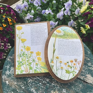 Könnte beinhalten: Zwei Holztafeln mit Illustrationen und Beschreibungen von gewöhnlichen Wildblumen. Die erste Tafel zeigt Hahnenfuß, Speerblätter und Wiesenrauten. Die zweite Tafel zeigt gänseblümchenartige Blumen, darunter die Margerite, die geruchlose Kamille und die aromatische Kamille.