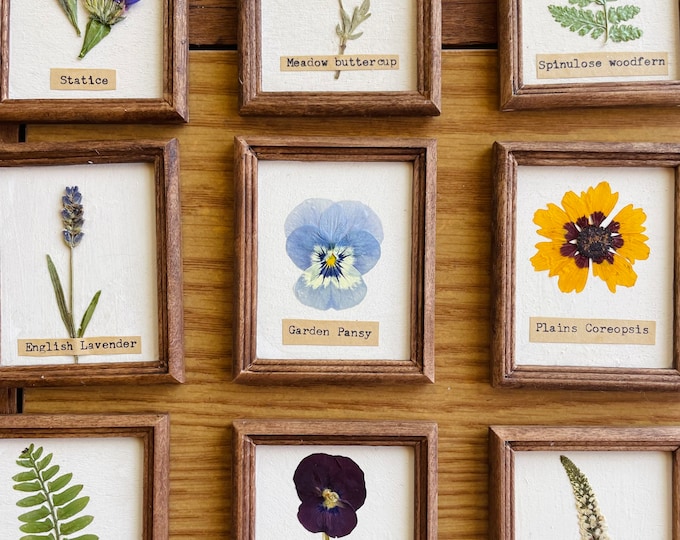 Tiny Framed Herbarium Pressed Flower Art: Mini Fern Artwork