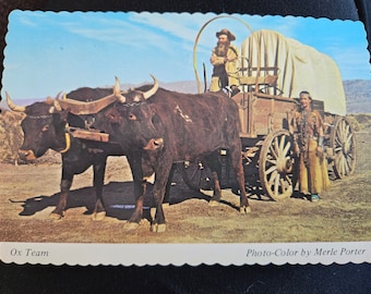 Merle Porter Ox Team postcard