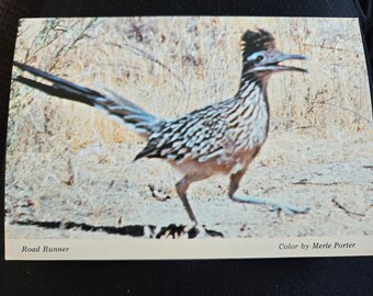 Merle Porter road runner postcard