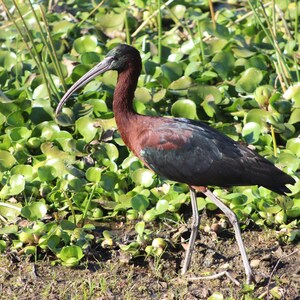 Glossy Ibis