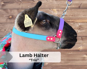 LAMB HALTER | &quot;Trio&quot; | stock show | show lamb |