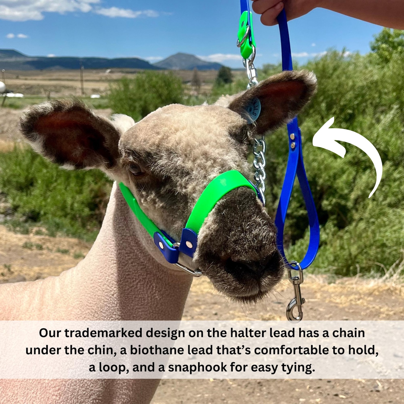 Biothane Lamb Halter - Etsy