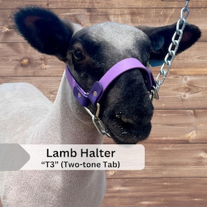 LAMB HALTER | "T3" (Two-Toned Tab halter) | stock show | show lamb |