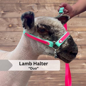 LAMB HALTER | "Duo" | stock show | show lamb |