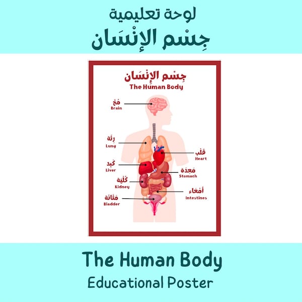 Arabic and English Human Body Poster - Prntable - Arabic Education - Preschool -  Science - Early Childhood Education -  Instant Download