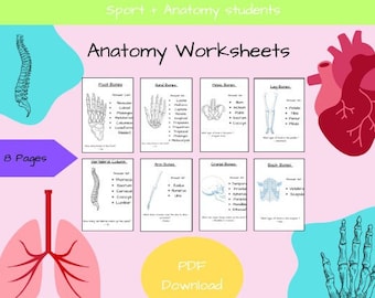 Anatomy revision worksheets - Digital download