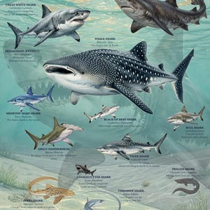 May include: A poster titled Sharks of the World: Ocean Predators and Masters of Survival, featuring detailed illustrations of various shark species including the Great White, Whale Shark, Megalodon, Mako, Hammerhead, Tiger, and others in an ocean.