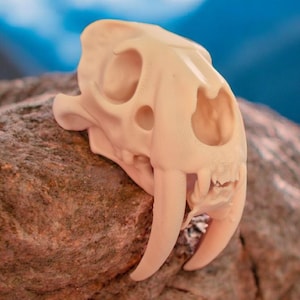 Saber tooth tiger skull