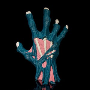 May include: A teal-colored anatomical model of a hand, revealing the internal structure. The model shows the bones in white, the muscles in pink, and the skin in teal. The hand is posed with fingers spread against a black background.