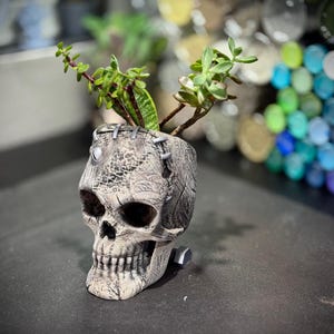 May include: A white ceramic skull planter with stitched details, holding a small succulent plant with green leaves.