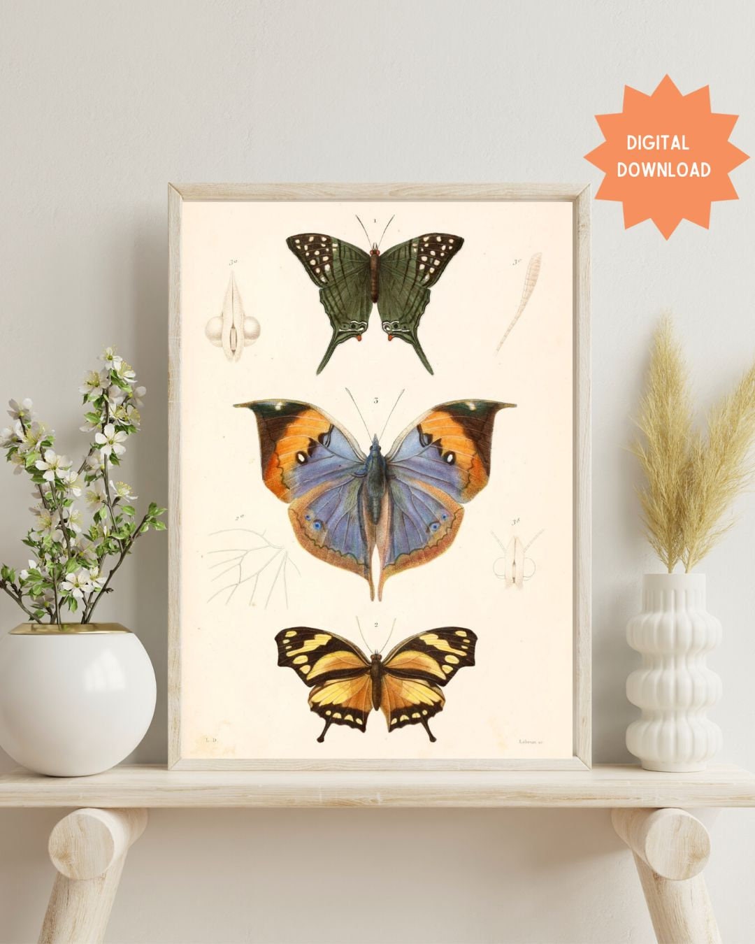 Vintage Butterfly Print, Antique Butterfly Drawing, Digital Download ...