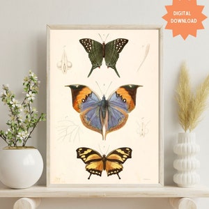 Vintage Butterfly Print, Antique Butterfly Drawing, Digital Download, Victorian Ephemera, 19th Century Butterfly Collage, Three Butterflies