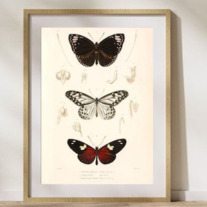 Vintage Butterfly Print, Digital Download, Butterfly Drawing, 19th century Wall Art, Home Décor, Digital Print, Mothers Day Gift Idea