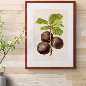 Vintage Digital Fruit Picture, Botanical Art, Wall Art, Printable Digital Download, Fruit Illustration